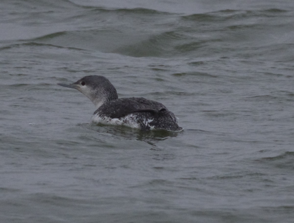 Red-throated Loon - ML150004361