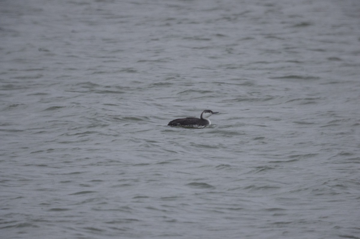 Red-throated Loon - ML150004371