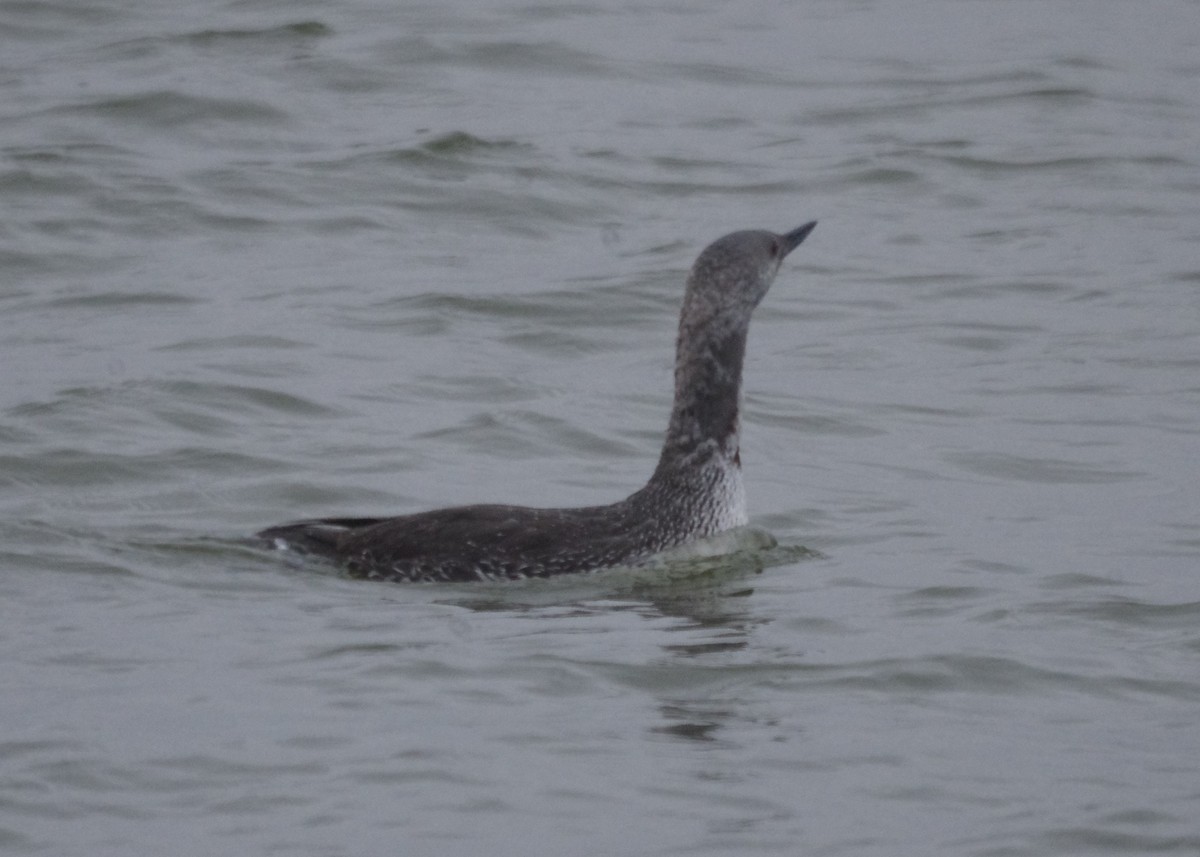 Red-throated Loon - ML150004411