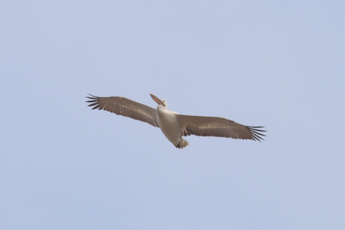 Кудрявый пеликан - ML150005271