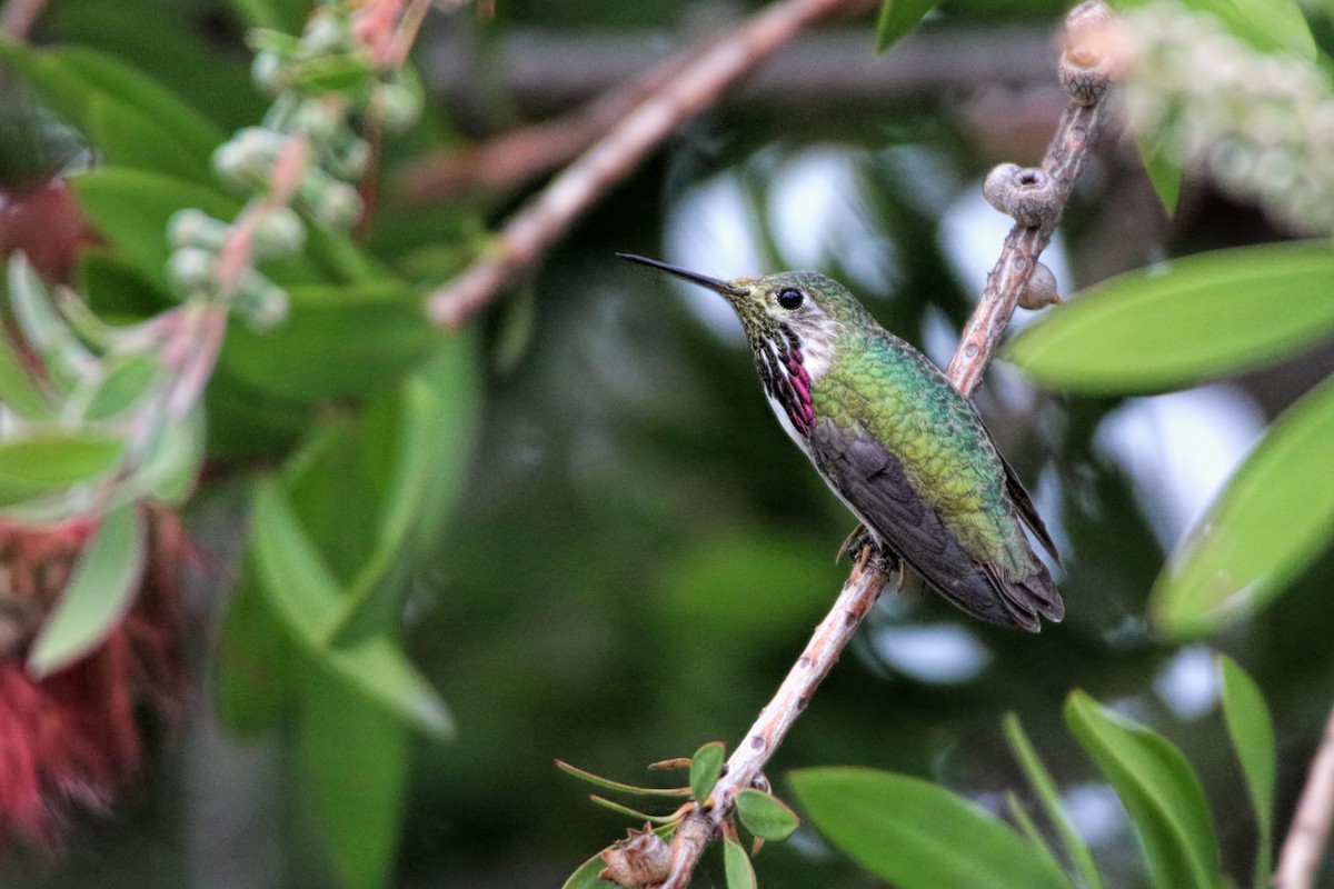 Calliope Hummingbird - ML150005651