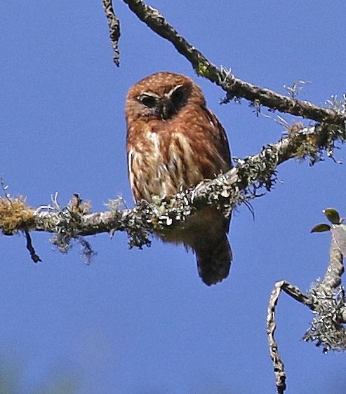 Andean Pygmy-Owl - ML150006441