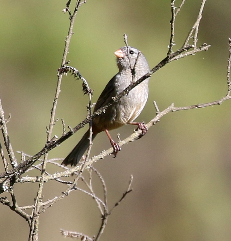 Plain-colored Seedeater - ML150006601
