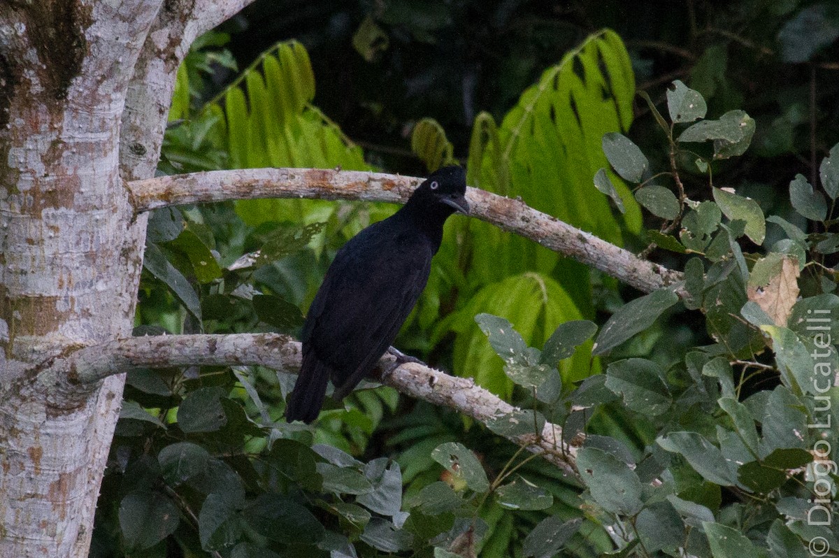 Amazonian Umbrellabird - Diogo Lucatelli