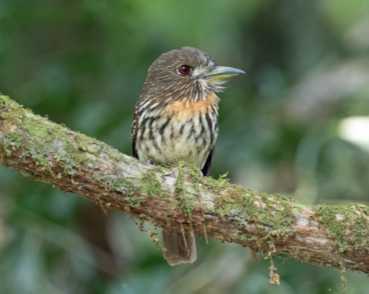 White-whiskered Puffbird - Ted Beedy