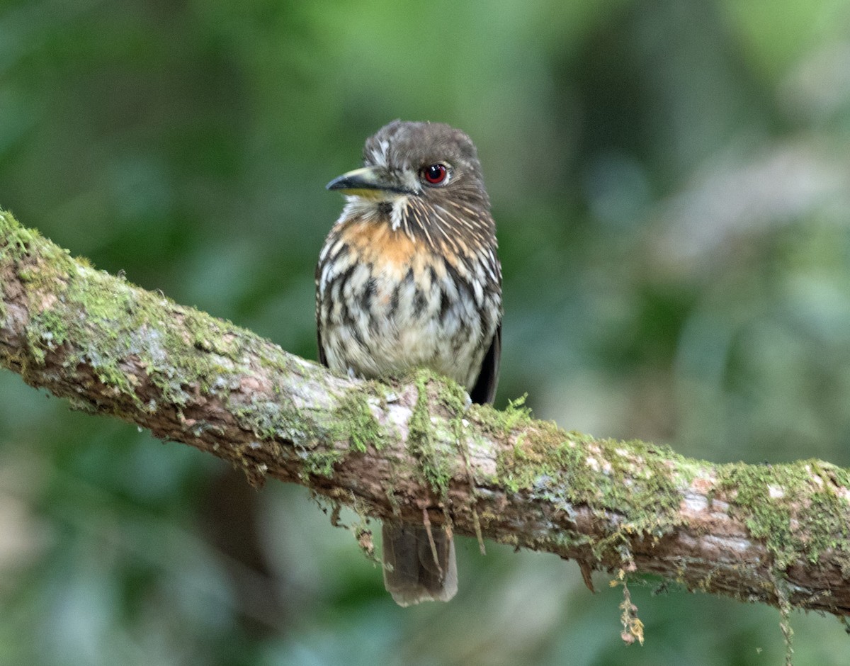 White-whiskered Puffbird - Ted Beedy