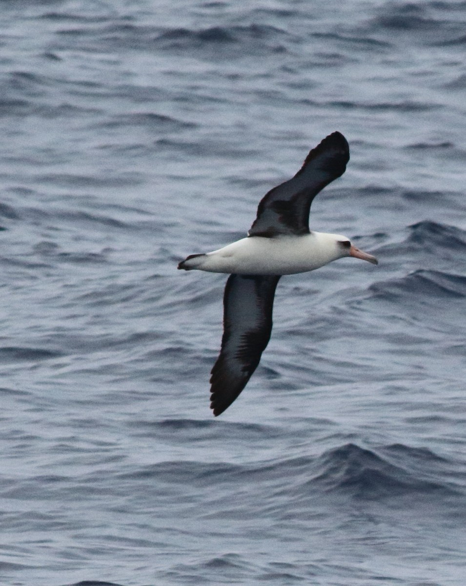 Laysan Albatross - Jim Pea