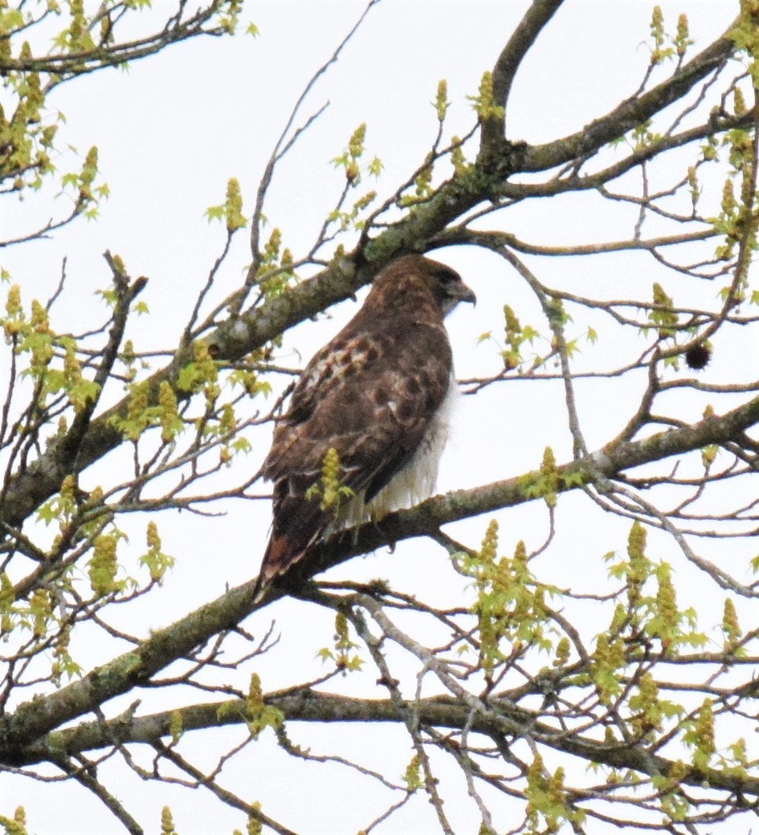 Red-tailed Hawk - Mike Winck
