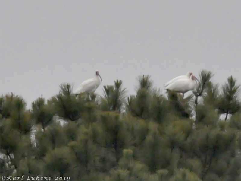 Ibis blanc - ML150012611