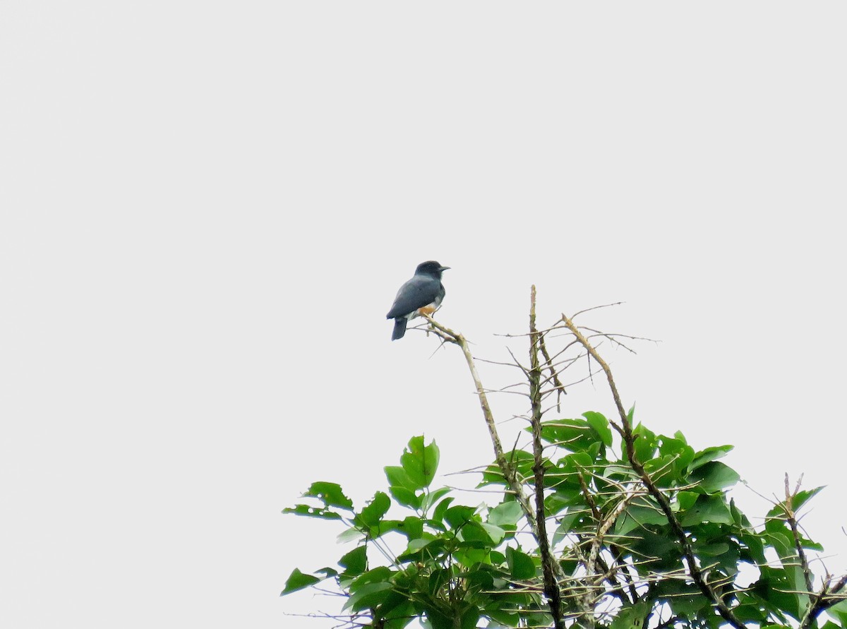 Swallow-winged Puffbird - Miguel Alvan