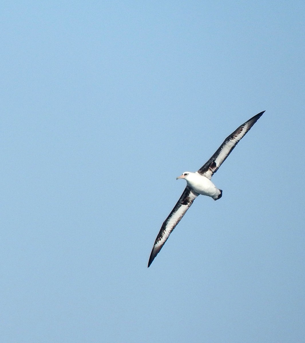 Laysan Albatross - Cole Gaerber