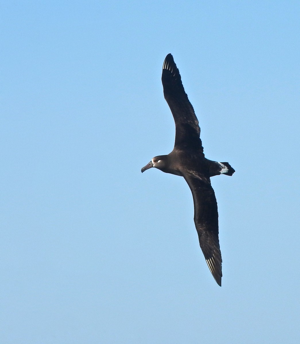 Black-footed Albatross - Cole Gaerber