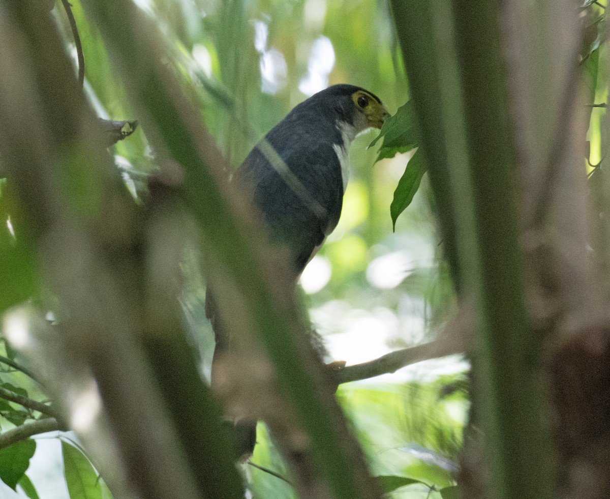 Slaty-backed Forest-Falcon - Ted Beedy