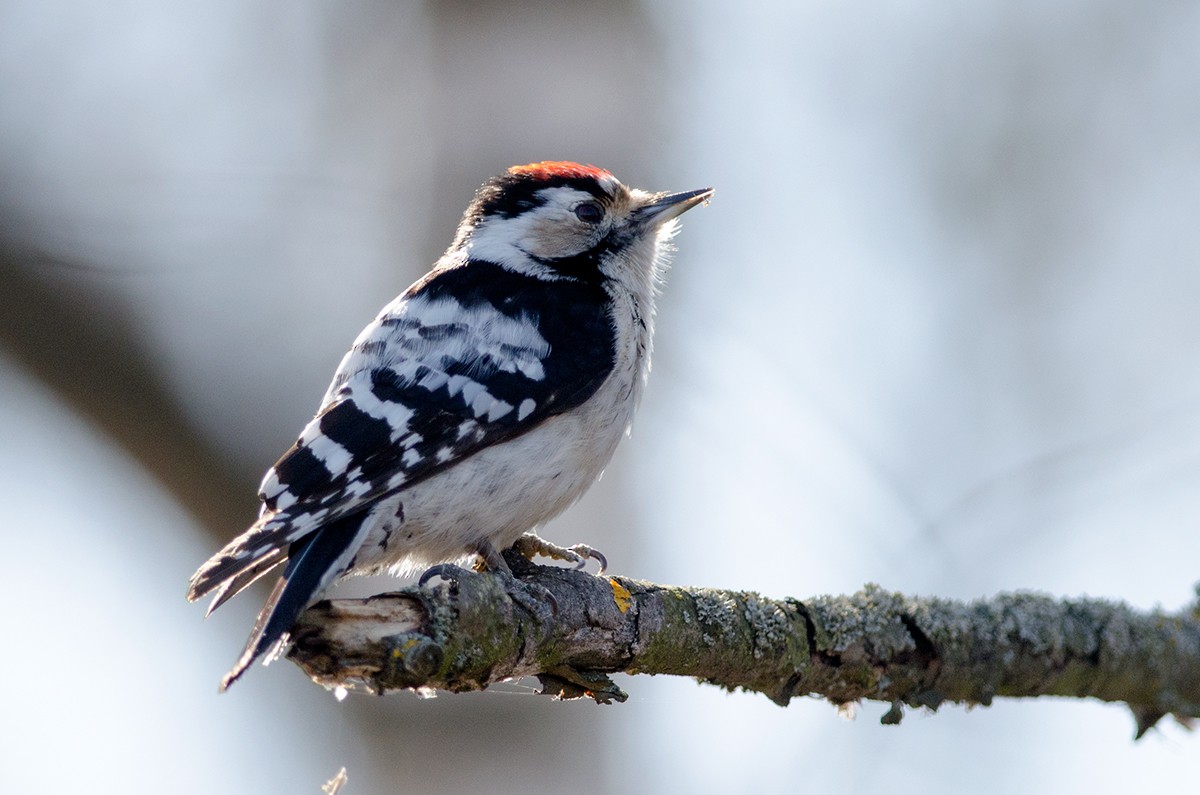 Lesser Spotted Woodpecker - ML150014911