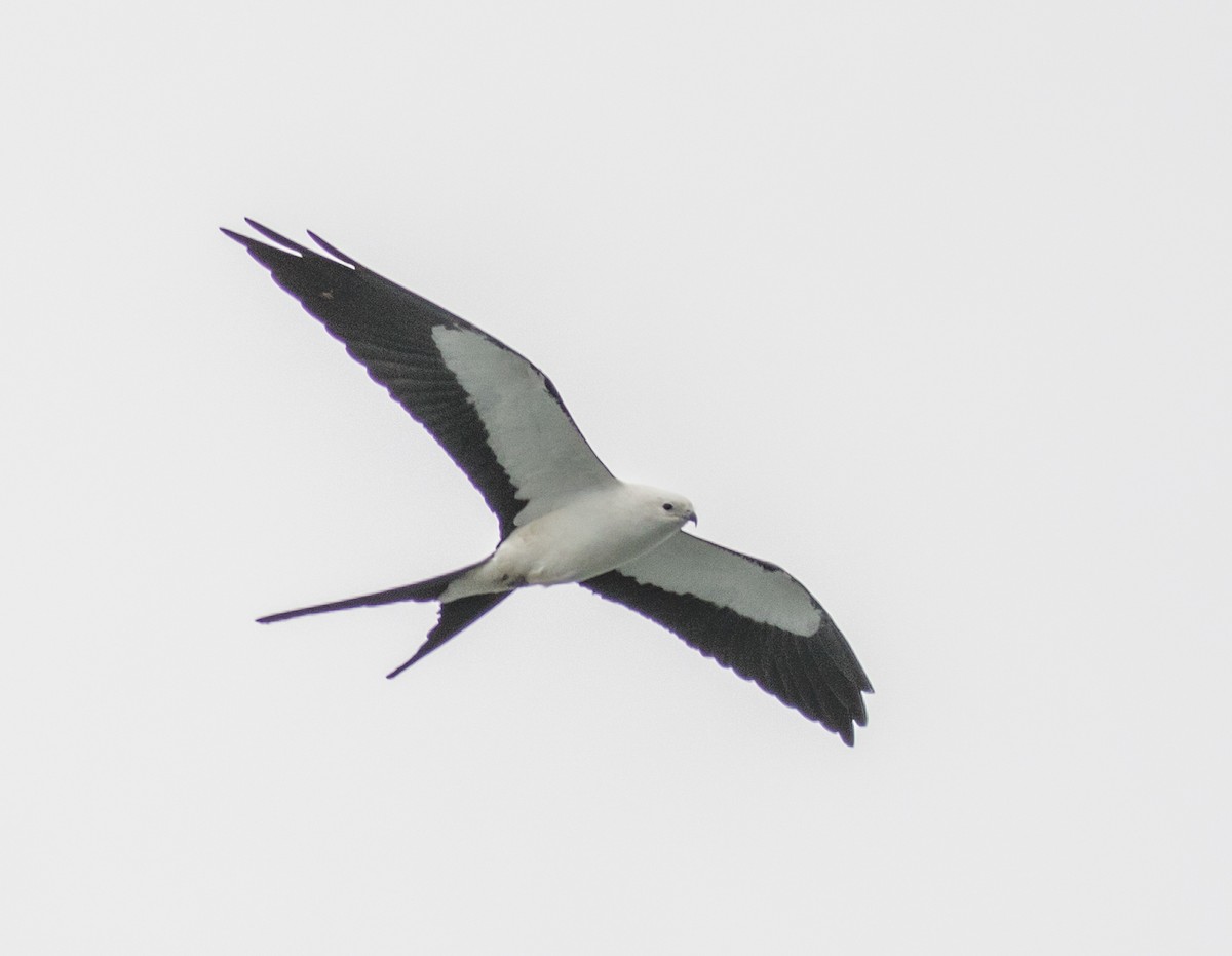 Swallow-tailed Kite - Chris Dennard