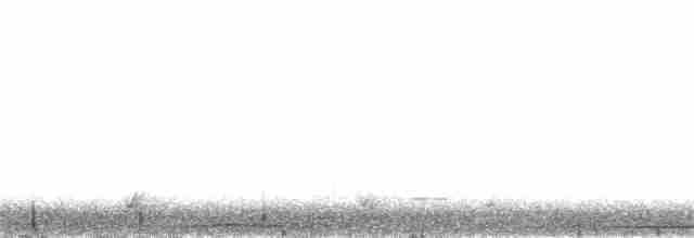 Толимская голубка - ML150023891