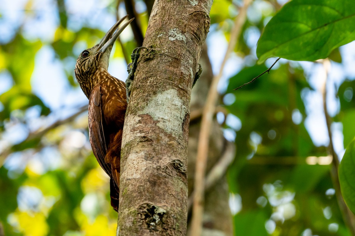 Strong-billed Woodcreeper - Joao Quental JQuental