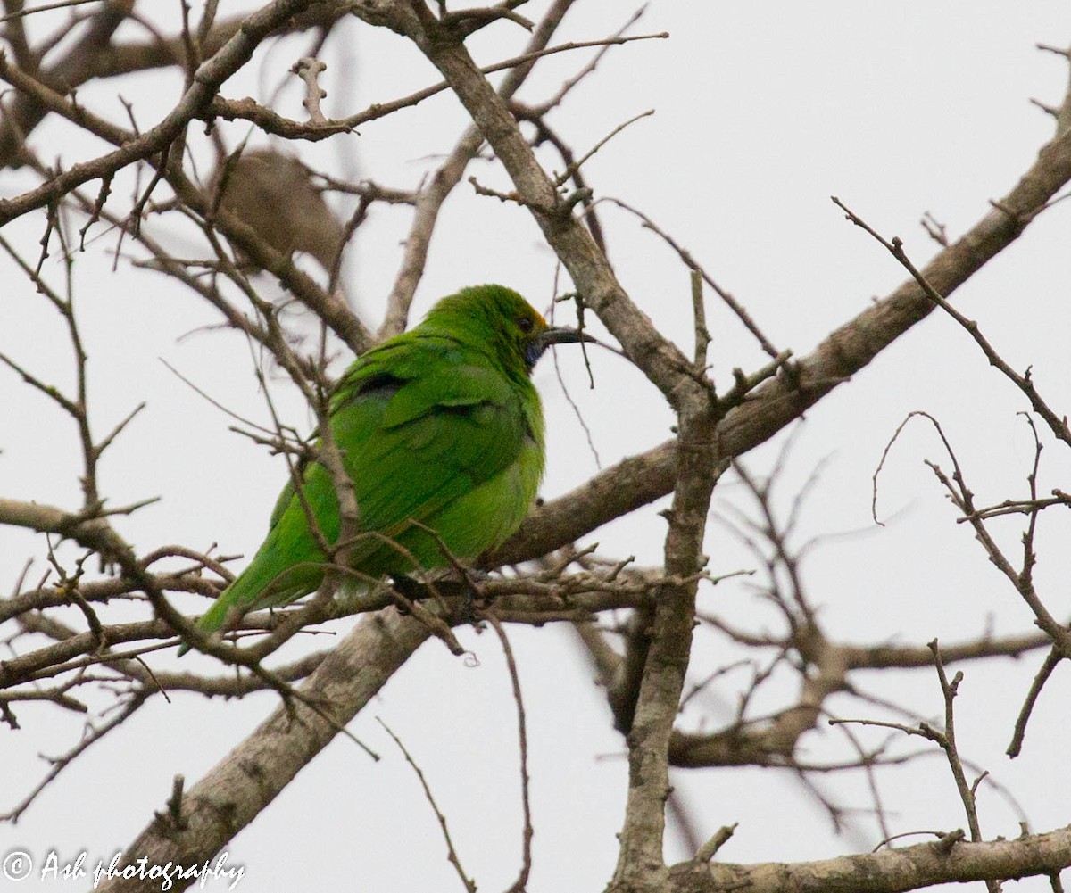 Golden-fronted Leafbird - Ashwini Bhatt