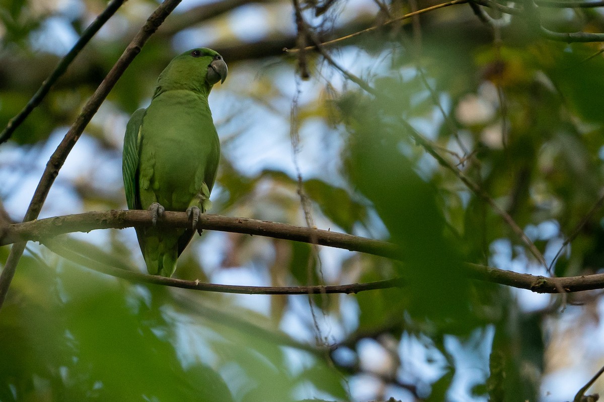 Short-tailed Parrot - Joao Quental JQuental