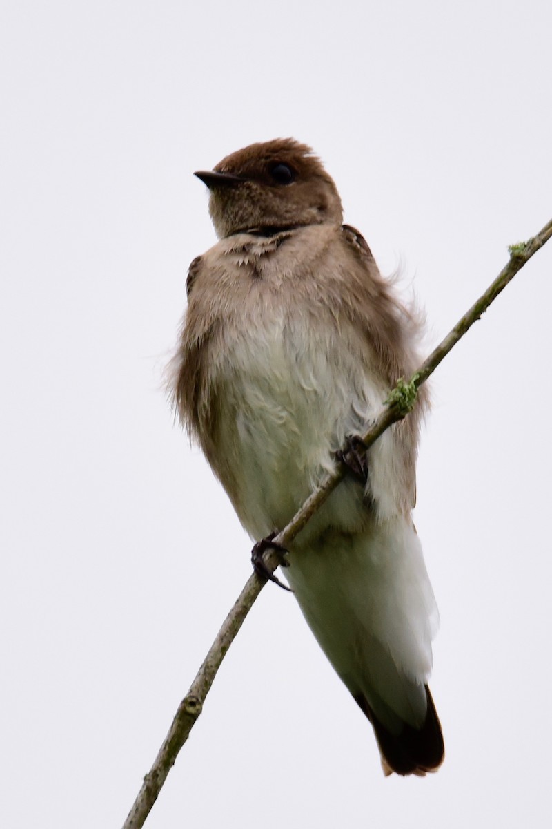 Northern Rough-winged Swallow - Dalton Smart