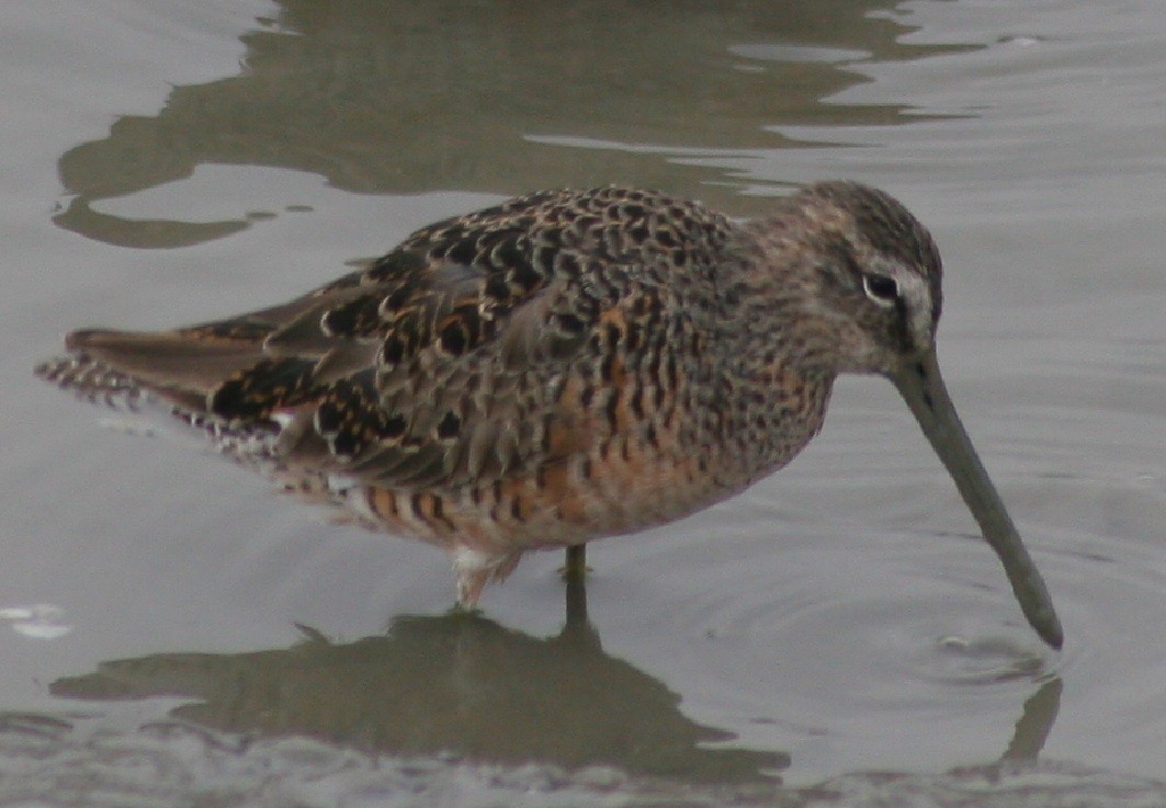 Long-billed Dowitcher - ML150025991