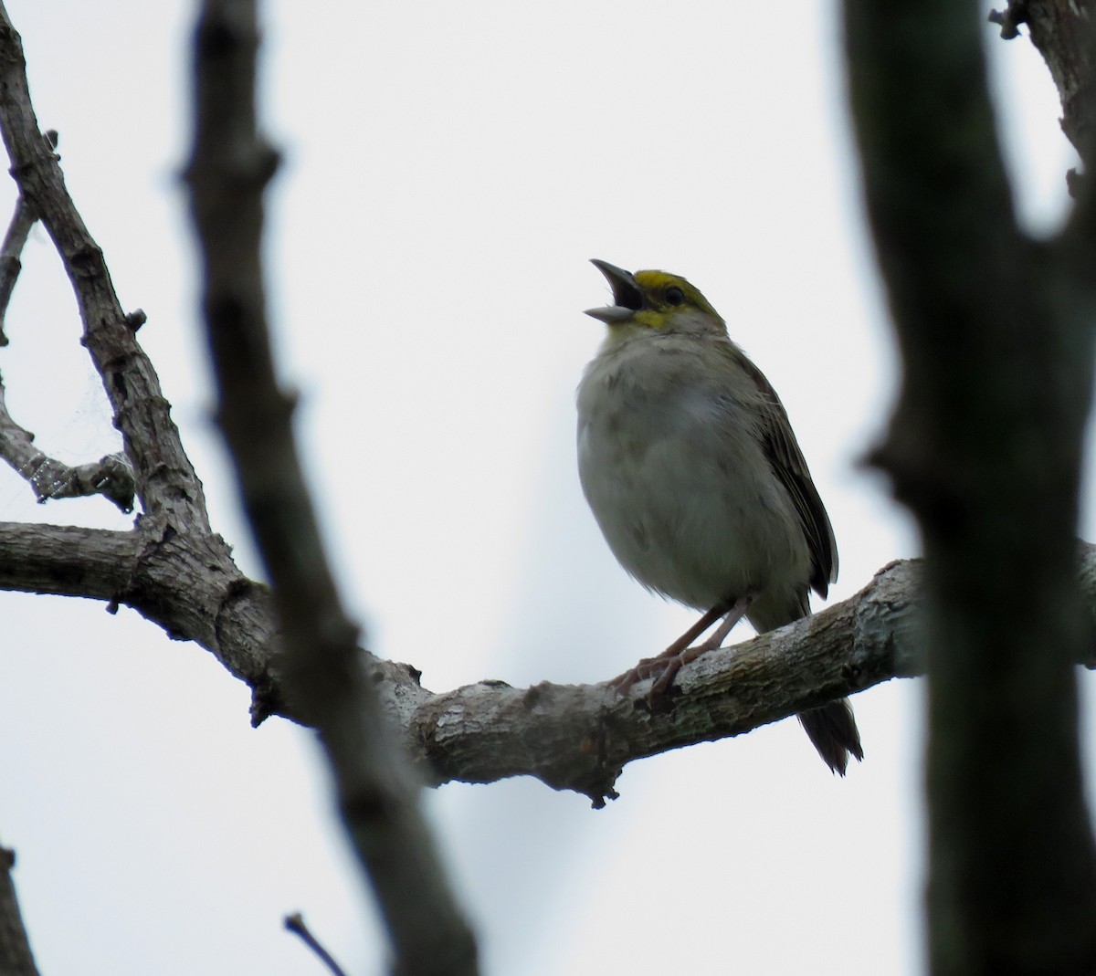 Yellow-browed Sparrow - Iván Lau