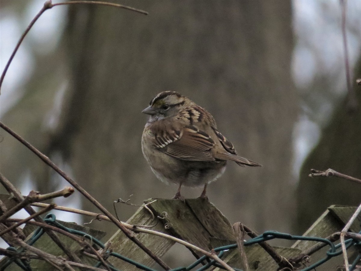 White-throated Sparrow - Matthew Garvin