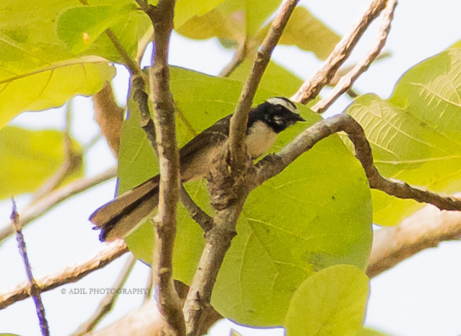 White-browed Fantail - Dr. ADIL A