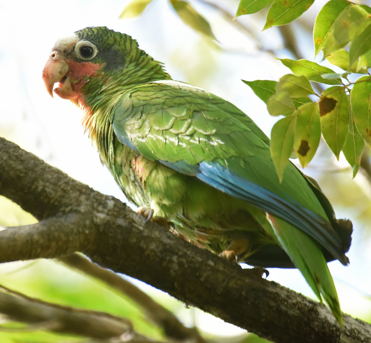 Cuban Parrot - ML150028301