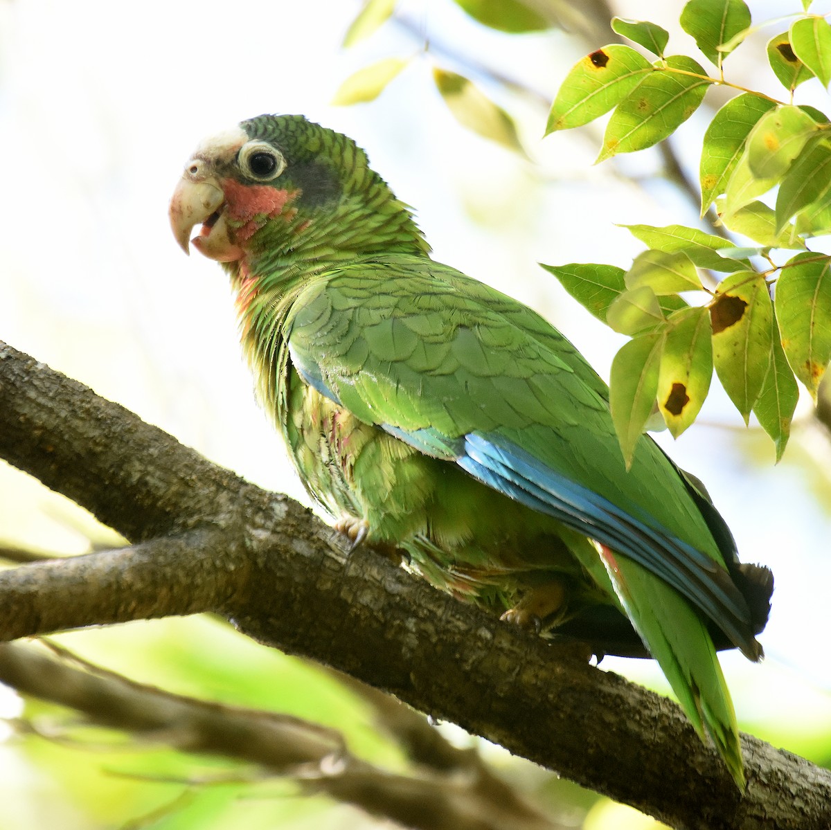 Cuban Parrot - ML150028321
