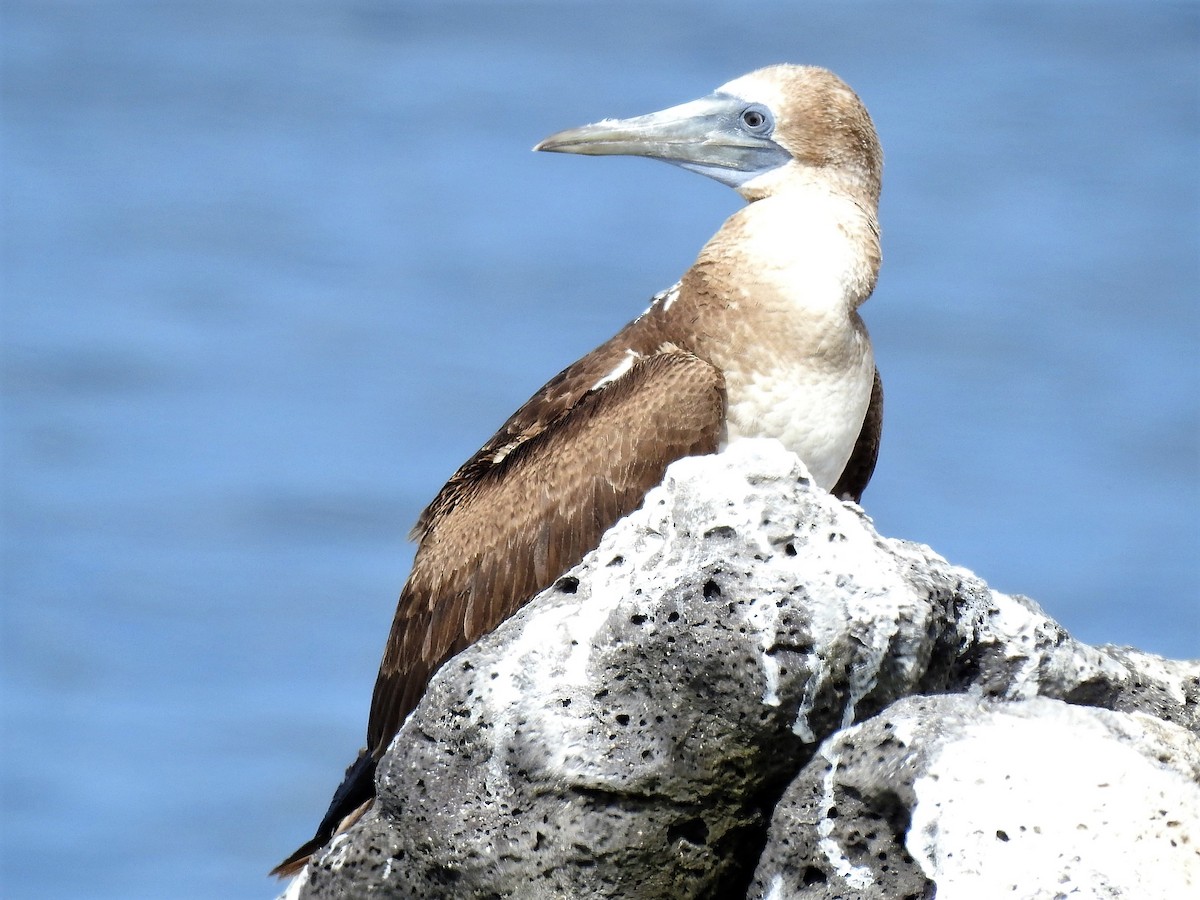 Blue-footed Booby - ML150029921