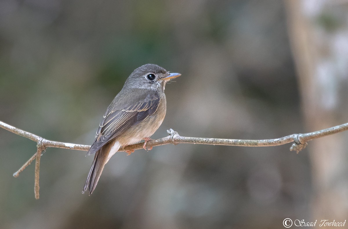 Brown-breasted Flycatcher - ML150031681