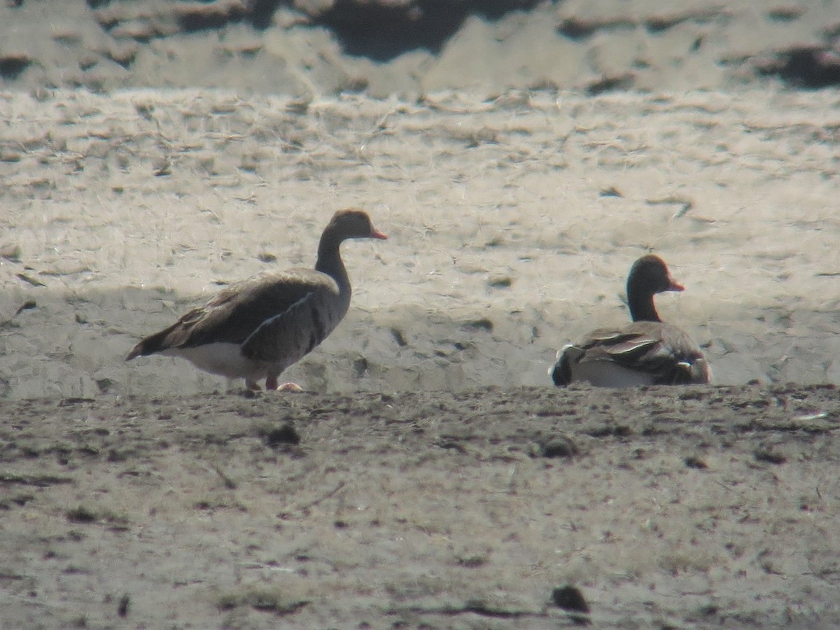 Greater White-fronted Goose - ML150032321