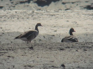 Greater White-fronted Goose, ML150032321