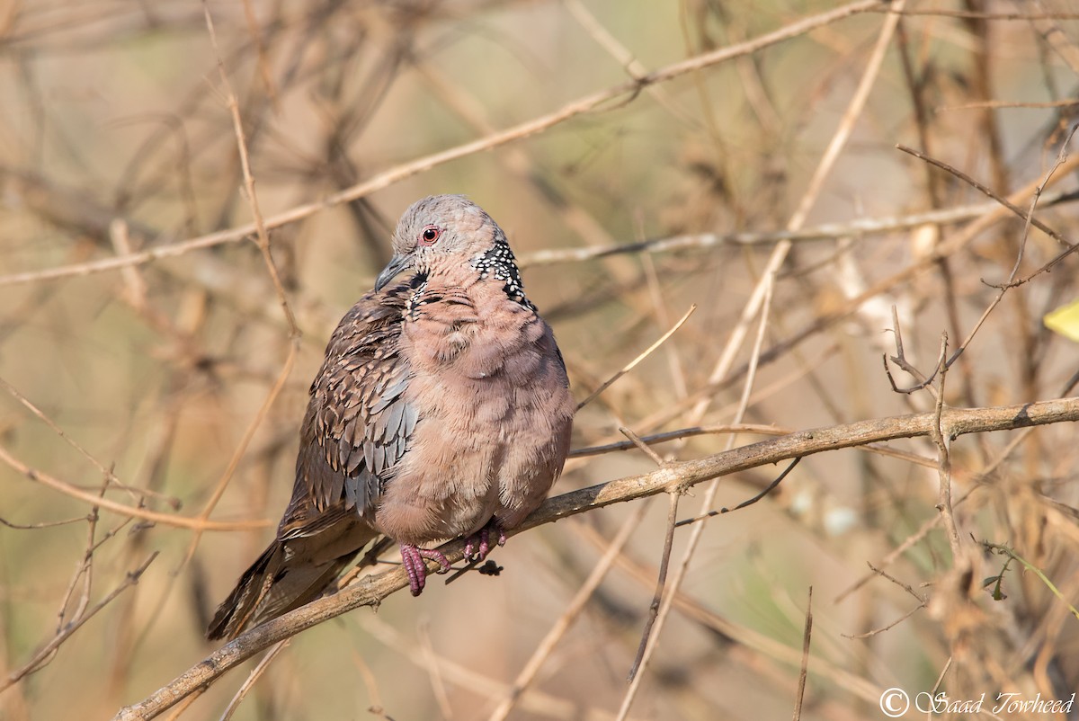 Spotted Dove - Saad Towheed