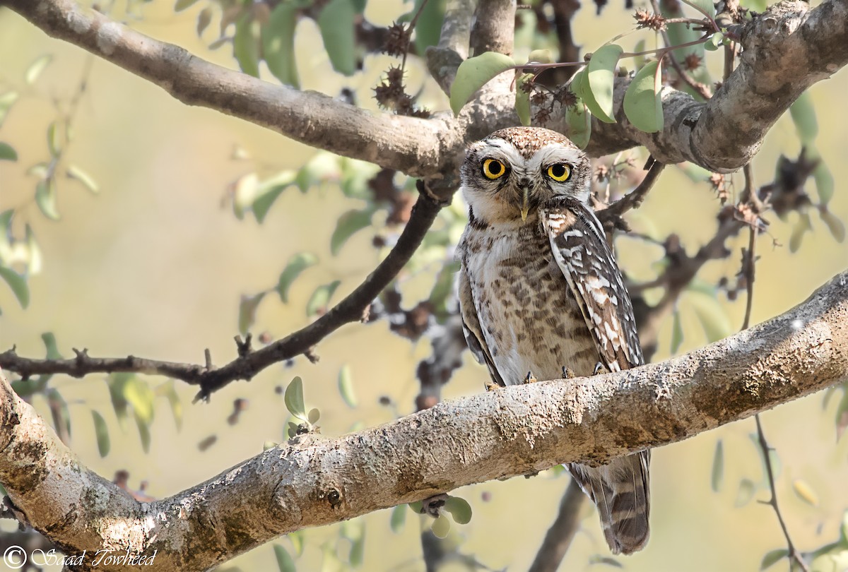 Spotted Owlet - Saad Towheed