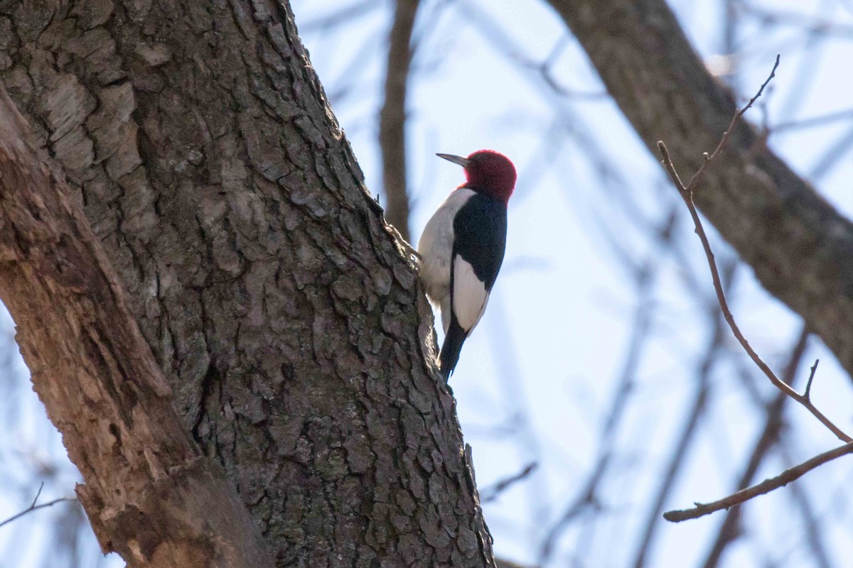 Red-headed Woodpecker - Linda Rudolph