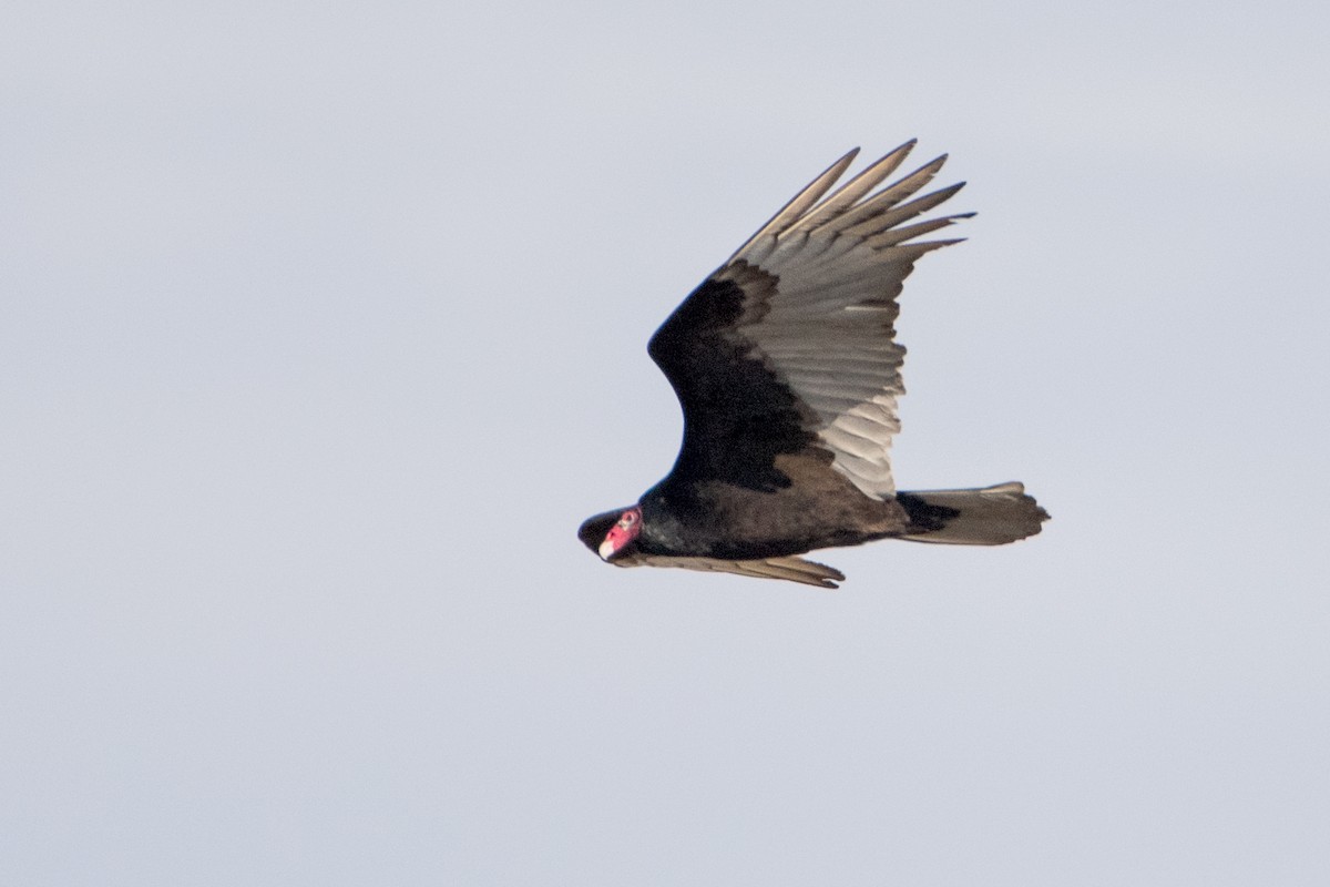Turkey Vulture - Sue Barth