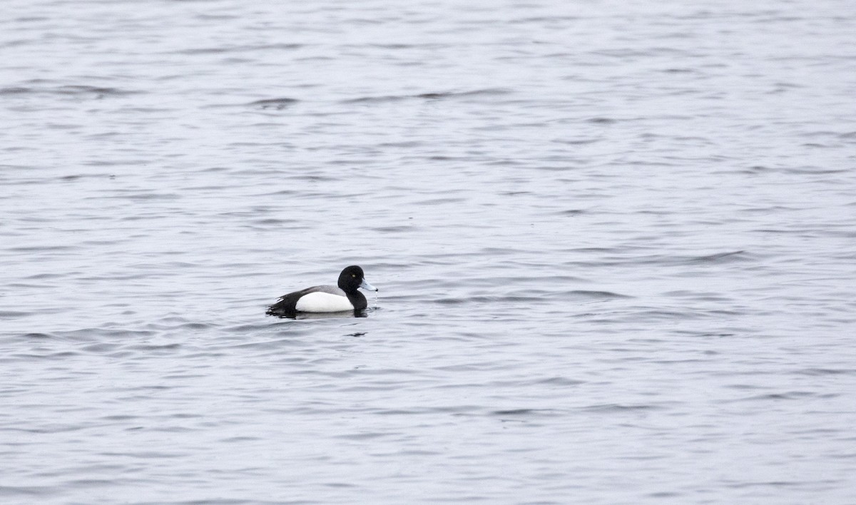 Greater Scaup - ML150035961