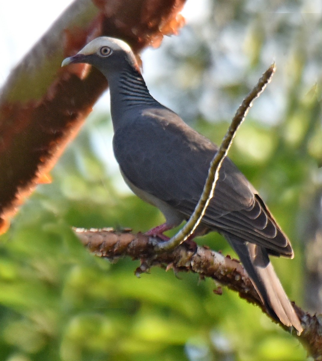 White-crowned Pigeon - ML150037241