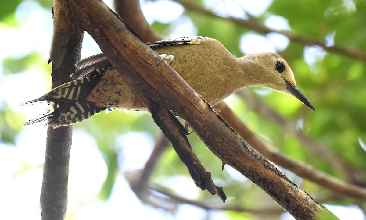 West Indian Woodpecker - ML150037961