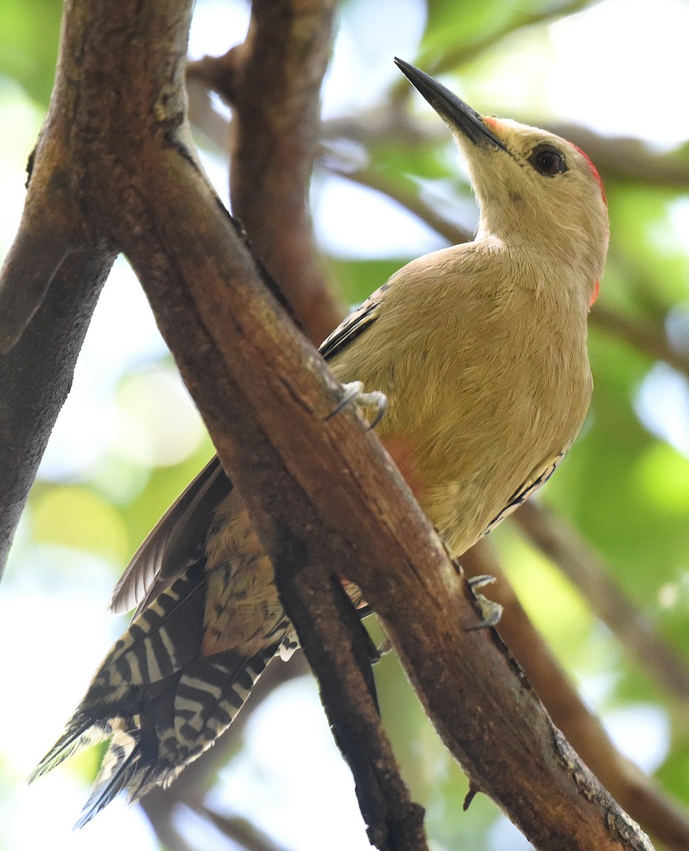 West Indian Woodpecker - ML150037971