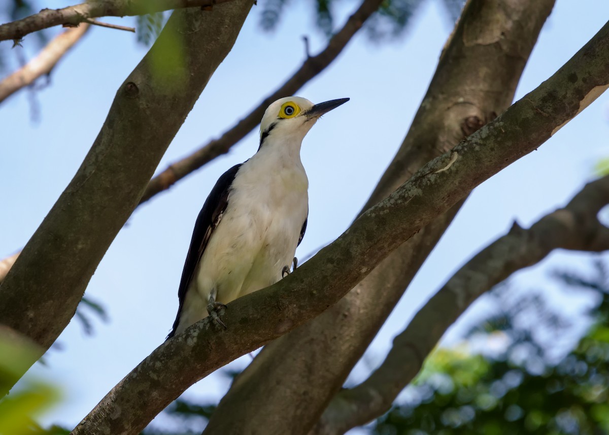 White Woodpecker - ML150038021
