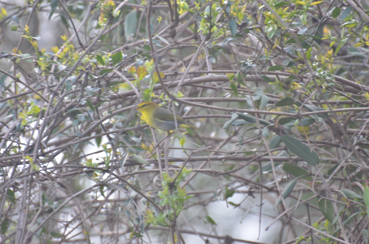 Yellow-throated Woodland-Warbler - Tristan Herwood