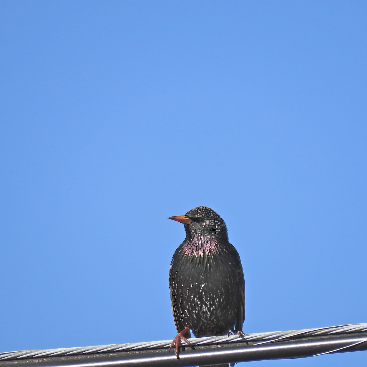 European Starling - Deirdre Robinson