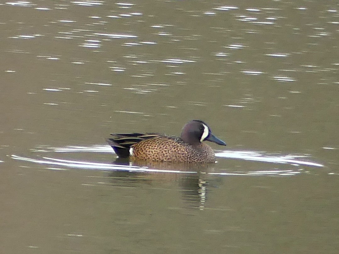 Blue-winged Teal - ML150045681