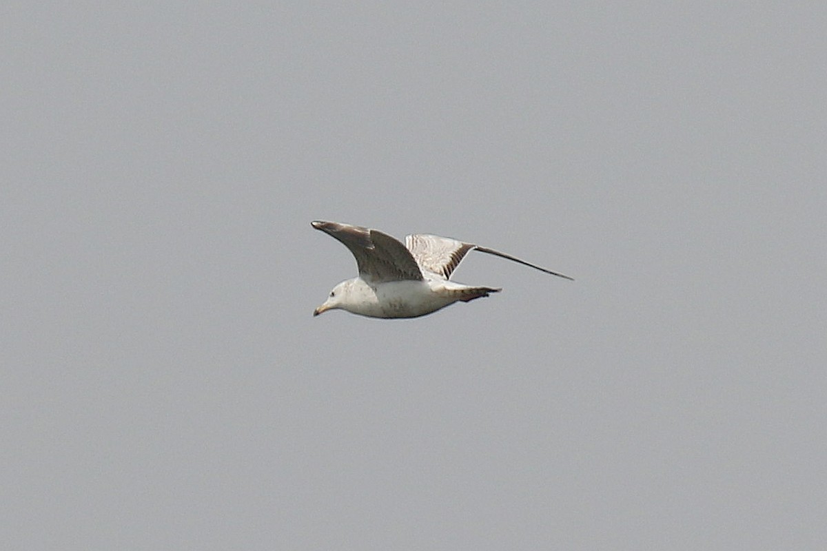 Herring Gull (Mongolian) - ML150046661