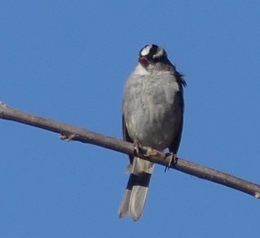 White-crowned Sparrow - Karen Hass