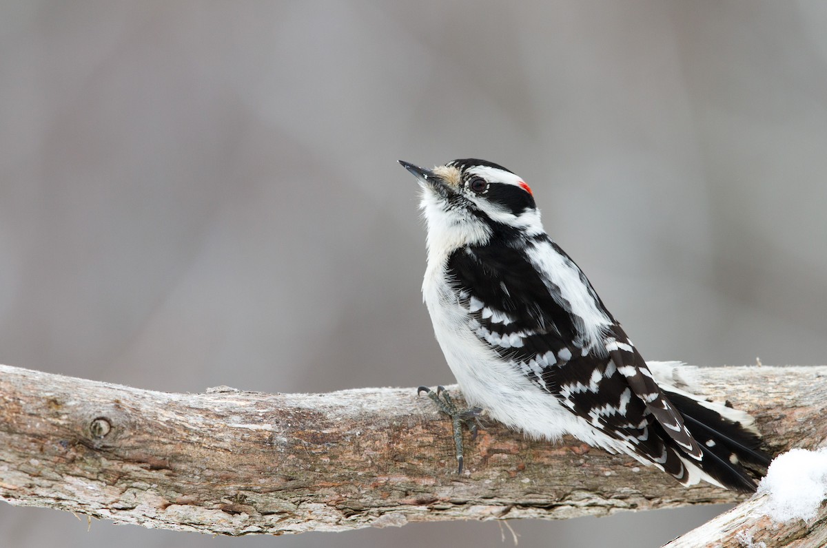 Downy Woodpecker