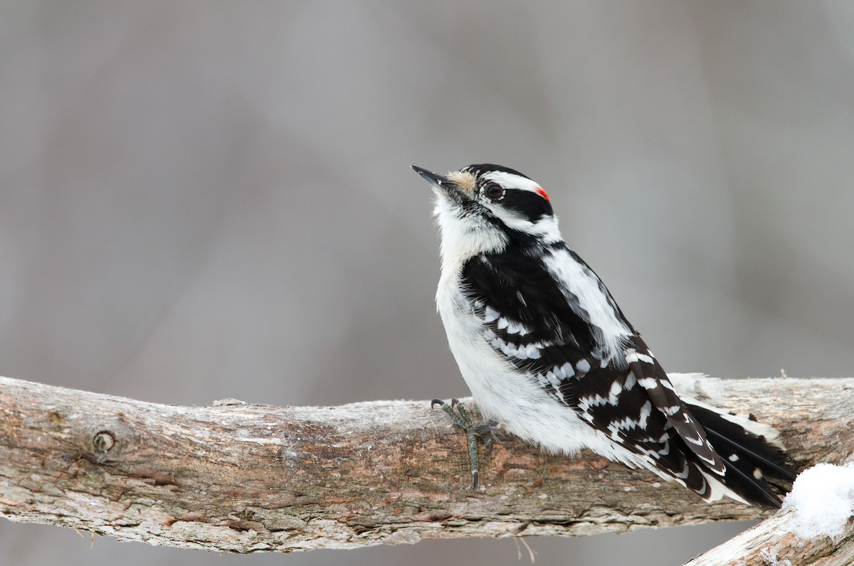 Downy Woodpecker - ML150049391